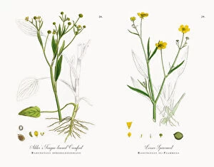 Images Dated 9th November 2017: Adderas Tongue-leaved Crowfoot, Ranunculus ophioglossifolius, Victorian Botanical Illustration, 1863