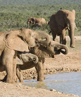 Images Dated 22nd March 2009: addo, african bush elephant, african elephant, animal family, animal themes, bull