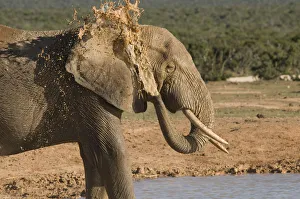 Images Dated 22nd March 2009: addo, african bush elephant, african elephant, animal themes, color image, day, eastern