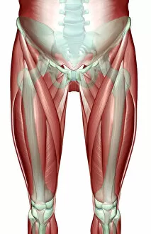 Images Dated 24th June 2007: adductor longus, anatomy, front view, hip, hip muscles, human, iliacus, illustration