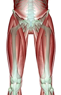 adductor longus, anatomy, below view, front view, hip, hip muscles, human, iliacus