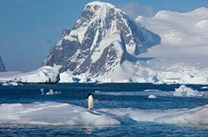 Images Dated 8th December 2009: Adelie penguin, Antarctica