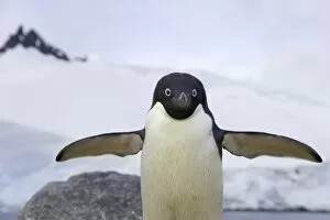 Adelie penguin, Cape Evensen, Antarctic Pen