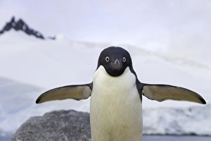 Images Dated 31st January 2007: Adelie penguin, Cape Evensen, Antarctic Pen