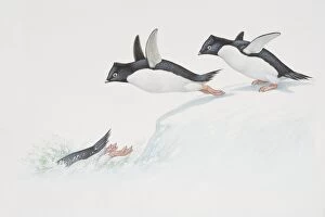 Adelie Penguin (Pygoscelis adelia), illustration of three penguim diving from ice into water