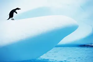 Paul Souders Photography Prints: Adelie Penguin (Pygoscelis adeliae) standing on iceberg