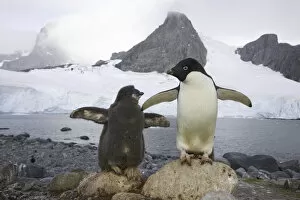 Polar Climate Gallery: Adelie penguins, Cape Evensen; Antarctic Pen