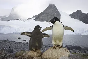 Images Dated 31st January 2007: Adelie penguins, Cape Evensen; Antarctic Pen
