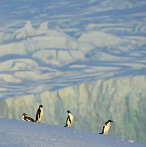 Iceberg Ice Formation Gallery: Adelie penguins on iceberg, Antarctic Peninsula