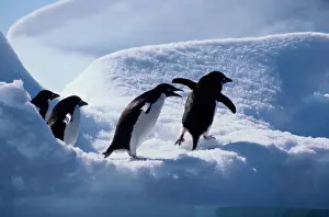 Adelie penguins (Pygoscelis adeliae)