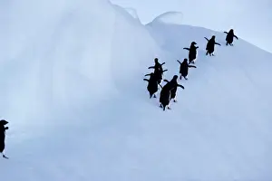 Adelie penguins (Pygoscelis adeliae), rear view