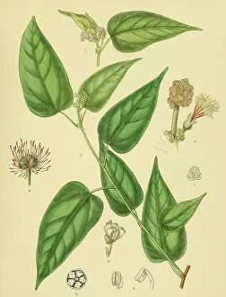 Adenochlaena zeylanica, native to Southeast Asia, Sri Lanka, digitally restored historical colour print from 1893
