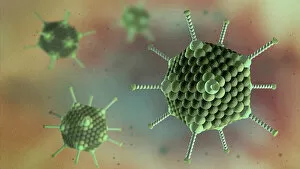 Images Dated 12th December 2019: Adenovirus particles, illustration