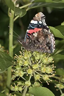 Nymphalidae Prints: Admiral Butterfly -Vanessa atalanta- sucking nectar from Ivy