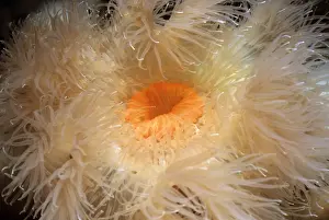 Adnet Prints: Adnet, Nobody, Outdoors, Color Image, Photography, Horizontal, Close-Up, One Animal