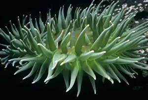 Adnet Prints: Adnet, Nobody, Outdoors, Color Image, Photography, Horizontal, Close-Up, Swimming