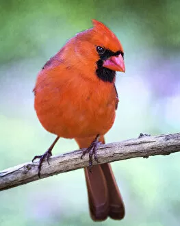 Images Dated 3rd July 2018: Adorable Close Up of Northern Cardinal Looking at Camera