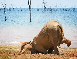 Vicki Jauron Wildlife Photography Prints: Adorable Elephant Calf Planting Face in Mud at Matusadona National Park, Zimbabwe