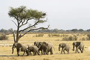 Adult Animal, African Elephant, Animal Themes, Animals In The Wild, Color Image, Day