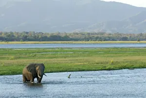 Adult Animal, African Elephant, Animal Themes, Animals In The Wild, Bull, Color Image