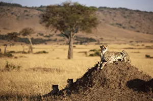 Adult Animal Gallery: Adult Animal, Alertness, Animal Themes, Animal life, Animals In The Wild, Carnivorous