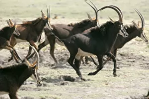 Adult Animal, Animal Behavior, Animal Themes, Animal life, Animals In The Wild, Antelope