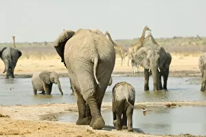 Images Dated 15th September 2006: Adult Animal, Animal Themes, Animal life, Animals In The Wild, Elephant, Etosha National Park