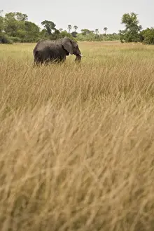 Adult Animal, Animal Themes, Animals In The Wild, Clear Sky, Dry, Elephant, Endangered Species