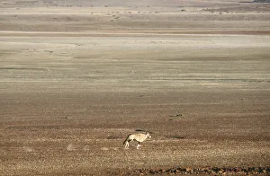 Arid Climate Collection: Adult Animal, Animal Themes, Animals In The Wild, Arid Climate, Brown, Color Image