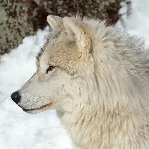Images Dated 26th February 2012: adult arctic wolf