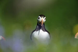 Adult Atlantic Puffin (Fratercula arctica) in lush flowers and grasses during breeding season