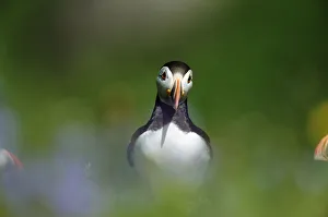 Images Dated 2nd September 2005: Adult Atlantic Puffin (Fratercula arctica) in lush flowers and grasses during breeding season