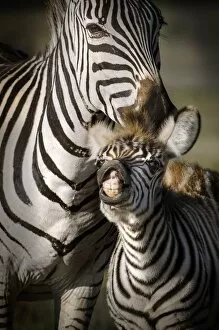 Vertical Image Gallery: Adult and baby zebra