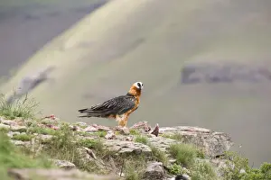 Carnivore Prints: Adult bearded vulture landing on a rock ledge where bones are available - Giants Castle Drakensberg South Africa