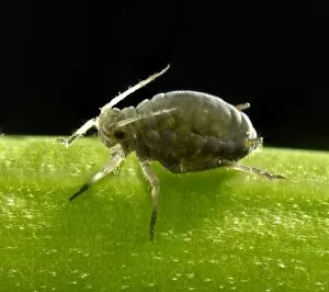 Images Dated 8th June 2013: Adult Black Bean Aphid -Aphis fabae-, pest, macro shot, Baden-Wurttemberg, Germany
