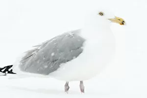 Images Dated 5th March 2015: Adult herring gull in winter