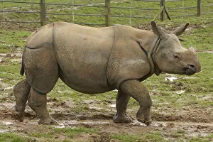 Images Dated 2nd November 2014: Adult Indian rhinoceros (Rhinoceros unicornis)