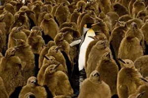Funny Animals Collection: One adult King Penguin (Aptenodytes patagonicus) amongst colony of chicks. Gold Harbor