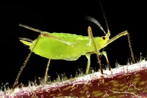 Insect Gallery: Adult Pea Aphid -Acyrthosiphon pisum-, pest, macro shot, Baden-Wurttemberg, Germany