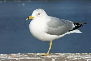 Adult winter ring-billed gull