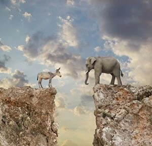 Elephant Gallery: adversary, animals, at the edge of, california, challenge, cliff, cloud, color image