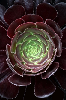 Images Dated 16th June 2013: Aeonium