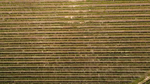 Mountai Prints: Aerial photo over the bright green vineyards of the Slanghoek valley near Worcester in the Western Cape of south Africa
