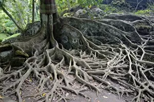 Images Dated 20th July 2014: Aerial roots of a ficus tree, Bali, Indonesia