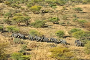 Images Dated 13th January 2010: aerial view, african elephant, animal themes, animals in the wild, ayod, day, horizontal