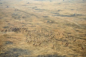 Images Dated 15th January 2010: aerial view, animal themes, animals in the wild, antelope, barren, beauty in nature