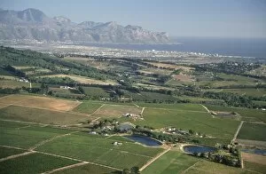 Aerial View of Coastal Vineyards