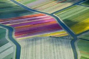 Images Dated 3rd May 2016: Aerial view of flower fields in spring, the Netherlands