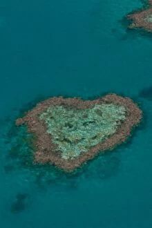 Images Dated 19th September 2011: Aerial view, Heart Reef, Great Barrier Reef, UNESCO World Heritage Site, Queensland, Australia