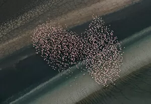 Images Dated 10th November 2017: Aerial view of Lesser Flamingos flying over shallow water lake beside lakeshore